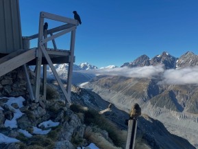 🏔️🥾 Ball Pass Crossing — spaces available
Ready to step up your mountain game? This is not your average hike — it’s a true alpine crossing through the heart of Aoraki / Mount Cook National Park. Expect alpine ridges, snowfields, scree slopes, basic mountaineering skills, including crampons & ice-axe, and some of the most jaw-dropping scenery in Aotearoa. 💪 
👉 Dates still open:
📆 14–16 Feb | 📆 16–18 Feb | 📆 3–5 Mar — these trips are locked in to run no matter what! 
✨ What you’ll get:
• 3 days of full-on alpine adventure
• Two nights in the stunning private Caroline Hut
• Expert guides, equipment provided, and all meals
• Skills like cramponing, ice-axe use & glacier travel
• 4WD adventure up the Ball Hut Road to the start of the hike
• Views over the Southern Alps you’ll never forget 
Spaces are limited — lock in your spot now and make summer 2026 unforgettable. DM us for details or hit the link in bio. 🏔️📩
🔗 https://alpinerecreation.com/new-zealand-alpine-hikes-trekking-and-snowshoeing/trans-alpine-crossings-and-traverses/ball-pass-crossing
#BallPassCrossing #AorakiMountCook #SouthernAlps #HikingNZ #MountainJourney - 🏔️🥾 Ball Pass Crossing — spaces available Ready to step up your mountain game? 4